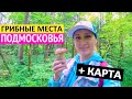 Рассекречиваю грибные места Подмосковья! Смотрите, какие грибы и ягоды собрали в Московской области.