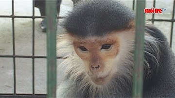 Một cá thể voọc chà vá chân nâu quý hiếm lạc vào vườn nhà người dân | Truyền Hình - Báo Tuổi Trẻ
