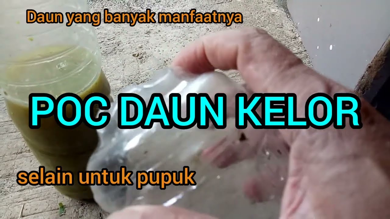 POC DAUN KELOR
