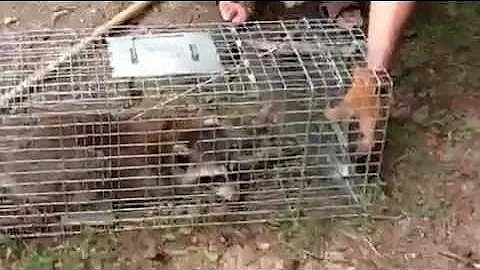 Carol and her Coon
