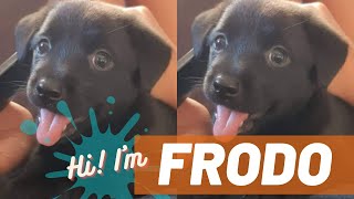 New Baby Dachshund Frodo | #shorts