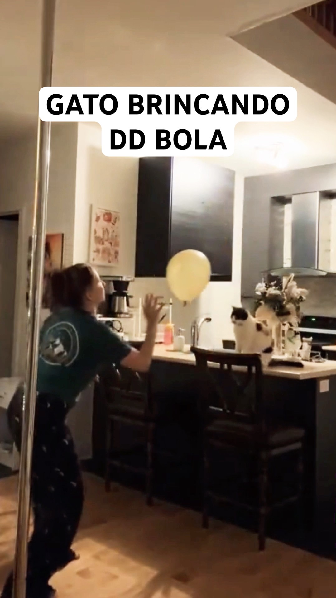 O GATINHO BRINCANDO DE BOLA COM A MULHER #shorts  ANIMAIS ENGRAÇADOS
