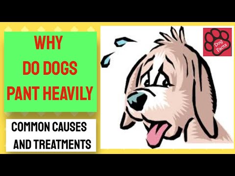 Video: Dog Panting: Hvorfor Dogs Pant Og Hvordan Man Fortæller, Om Det Er For Meget