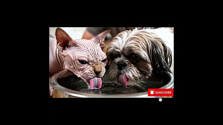 Video 11564611: sphynx cat happy, sphynx cat dog, sphynxcat, cat water