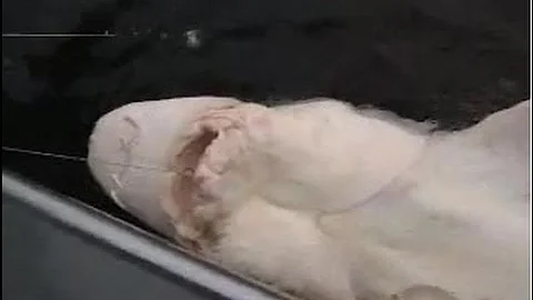 Columbia River Oversize Sturgeon Fishing