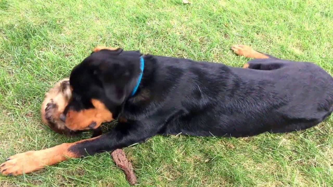 rottweiler small puppy