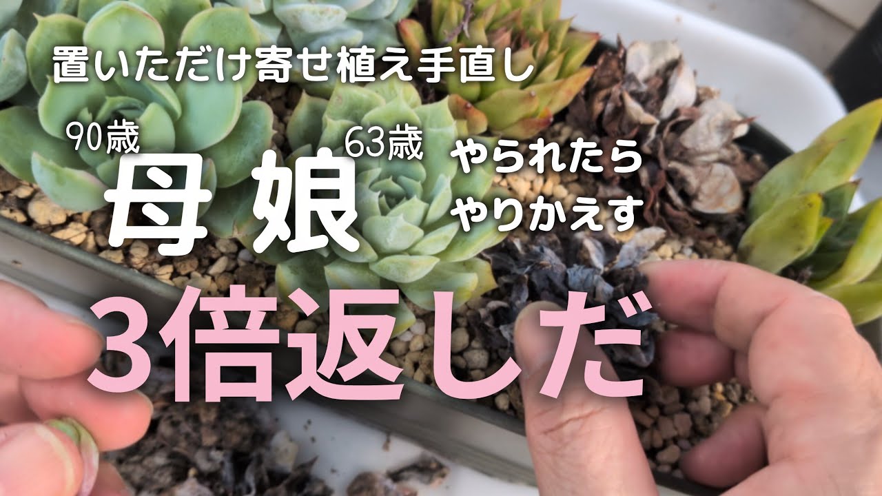 407] 多肉と暮らし｜寄せ植えのメンテ｜母娘対決？｜2026年9月23日
