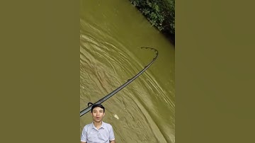 Con cá khổng lồ thủy quái trên sông #cacconvat #docla #fishing