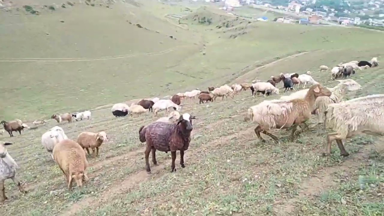 خرید گله جدید گوسفند#بره، بز، بزغاله و گوسفند در حال چرا