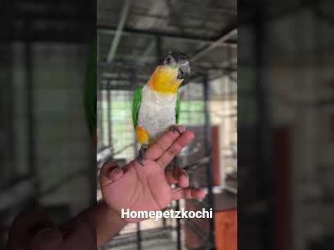 Caique Parrot|Black Headed Caique #homepetzkochi