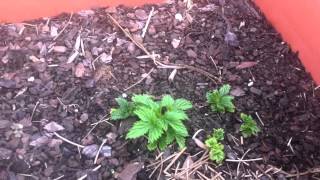 Growing Hops 2012 (update 1)