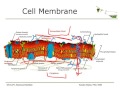 DN A475 The Cell