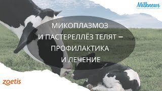 Микоплазмоз и пастереллёз телят – диагностика, профилактика и лечение