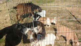 baby goats small pen