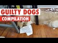 Guilty Dogs Video Compilation 2017