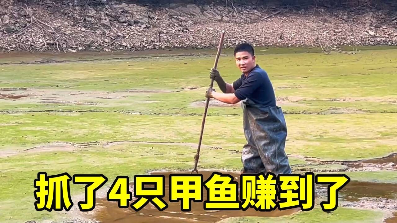 干鱼塘第18天抓到了4只甲鱼，这下可以小赚一笔了 #甲鱼 #养鱼日记 #户外抓鱼