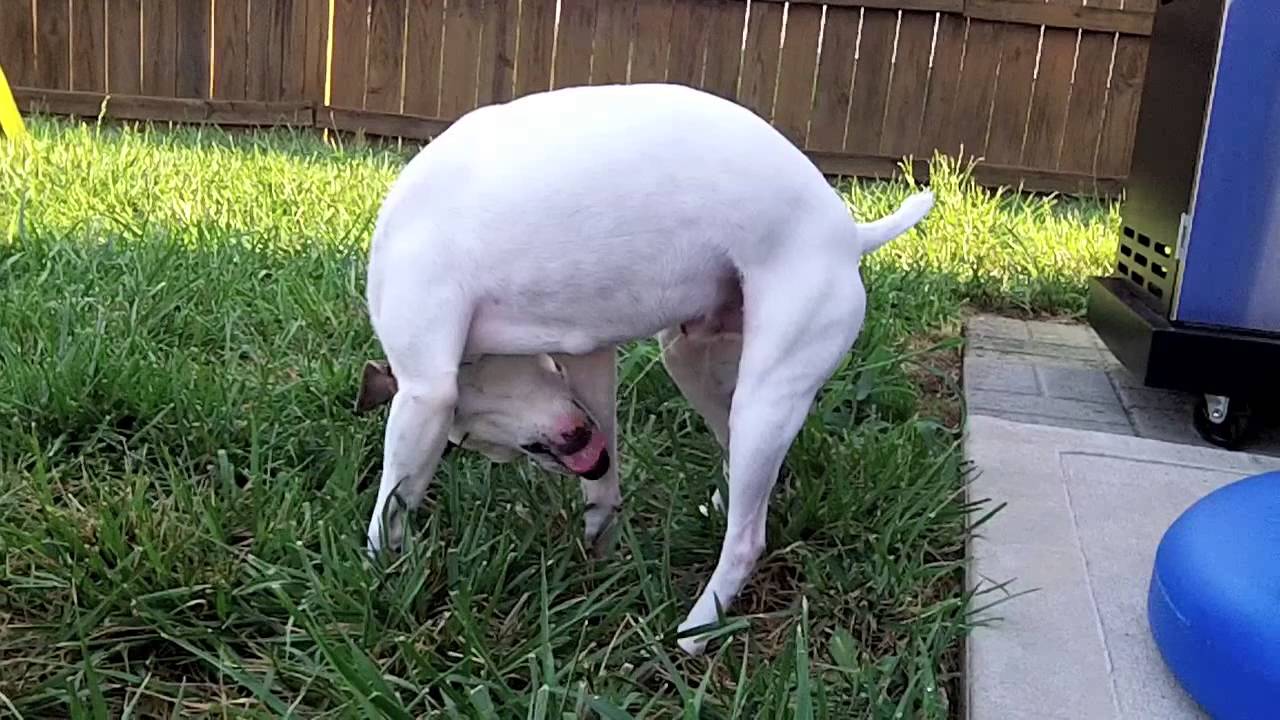 Dog With Drinking Problem Opieradio Youtube Dog With Drinking Problem Opieradio Youtube