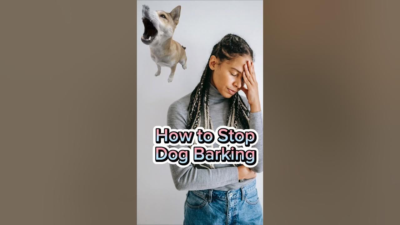 how-to-train-a-dog-to-stop-barking-dog-youtubeshorts-training-youtube