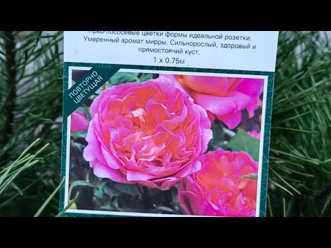 Видео: Как обрезать розу боскобель?