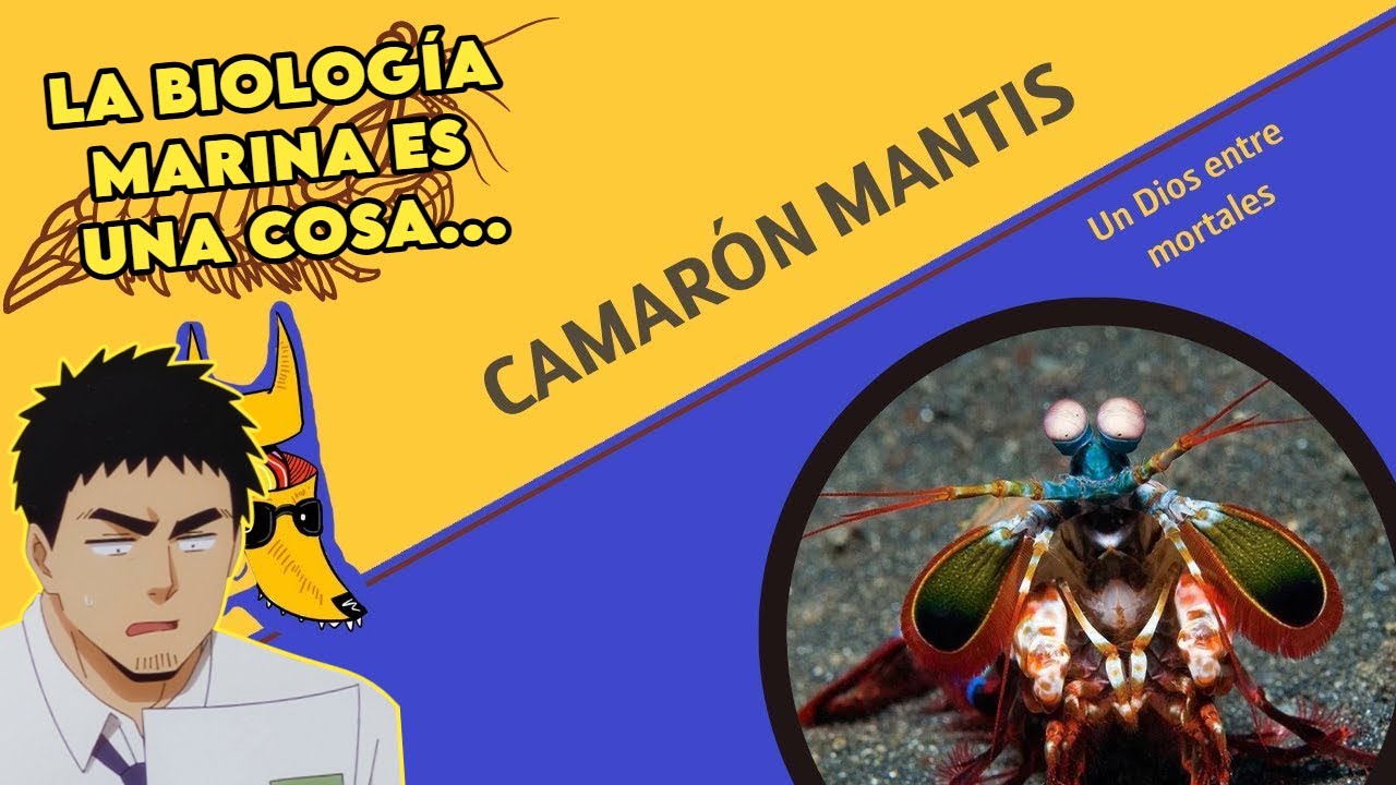 EL CAMARON MANTIS LE GANA A SAITAMA POR POWERSCALING - ENGAIL REACCIONA