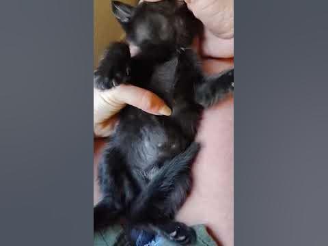 Rain - Pectus Excavatum Kitten - YouTube