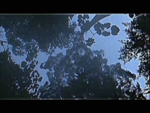 Indonesia: Gibbons sing \