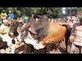 Feira do gado em canafístula Frei Damião. Alagoas. 08.12.2020