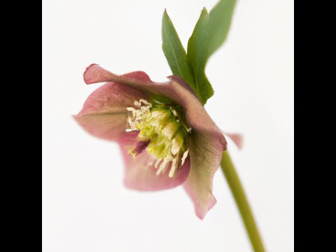 МКМОРОЗНИК из БЗК с Натальей Колбасовой  Hellebore from protein custard