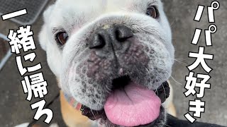 達磨 ブルドッグ Bulldog Burumaru clings to his dad's right leg and keeps