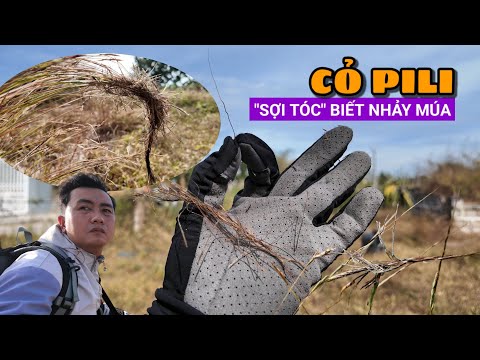 Vượt 600km ra Bình Thuận truy tìm cỏ Pili (được cho là xá lợi Tóc Phật tại chùa Ba Vàng) | DLN 635 mới nhất 2023