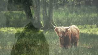 An Ox Looks at Man by Carlos Drummond de Andrade read by A Poetry Channel An Ox Looks at Man by Carlos Drummond de Andrade read by A Poetry Channel