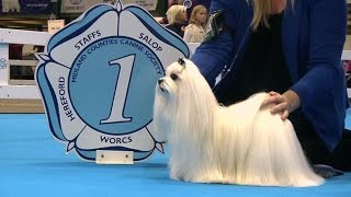 Midland Counties Dog Show 2016  Toy group Shortlist