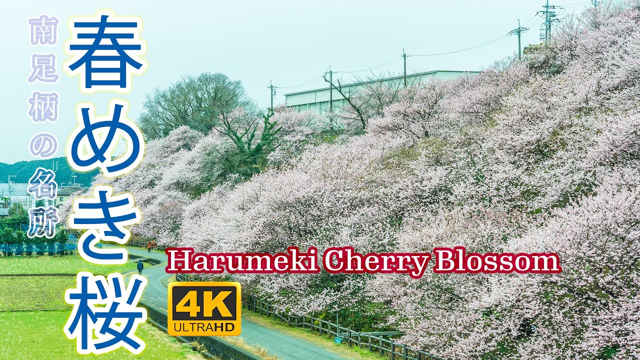 春めき桜 日本の桜21 純白の早咲き桜 4k Hdr 神奈川随一 南足柄の桜の名所 桜開花 お花見 Kanagawa Harumeki Cherry Blossom Sakura Japan Youtube