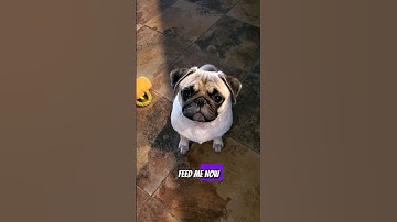 feed me now ❤️ #dog #pug #funny #pets #puppy #fyp #shorts