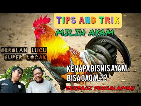 guyonan-jowo-ngapak-lucu-trik-dan-tips-sukses-usaha-bisnis-ayam-unggas-dan-cara-memilih-ayam