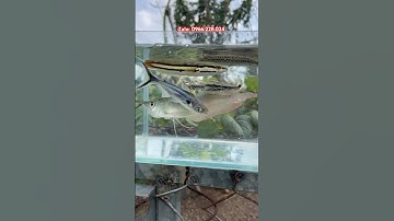 5 loại cá săn mồi dễ nuôi