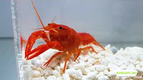 Рак Флоридский Красный