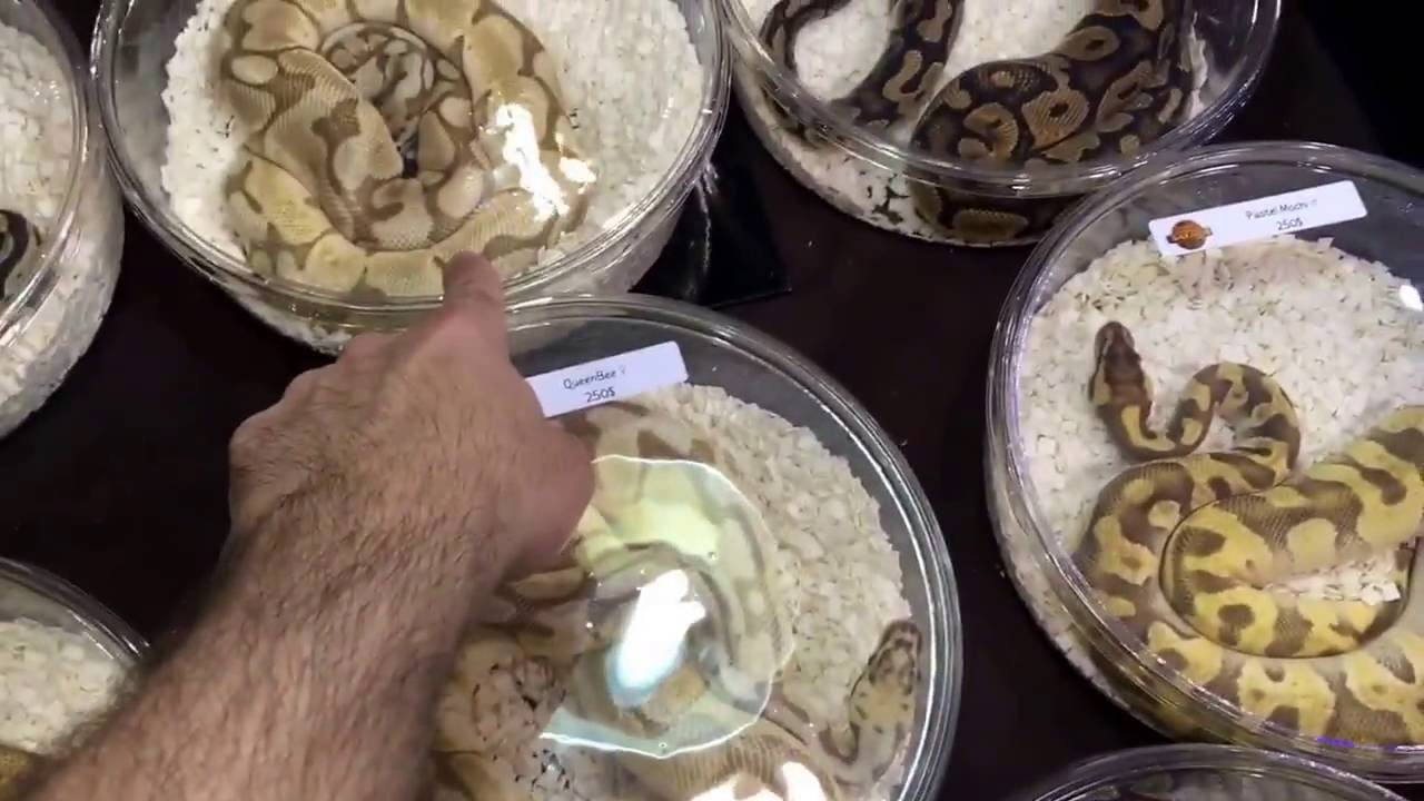 geckos food CRBE/Canadian Pet Expo 2016 - Ball Pythons, Giant Geckos, Boas and more!