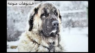 بعض المعلومات عن كلب الكانجال ( Kangal Shepherd Dog )