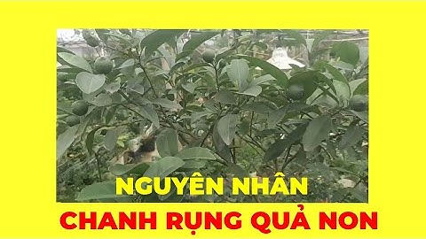 Nguyên nhân cây chanh rụng quả non,  cách hạn chế rụng quả