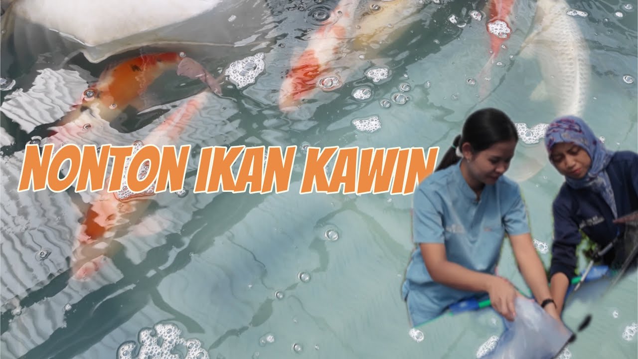 DOKTER IKAN INDONESIA VLOG: CARA IKAN KOI KAWIN🐟