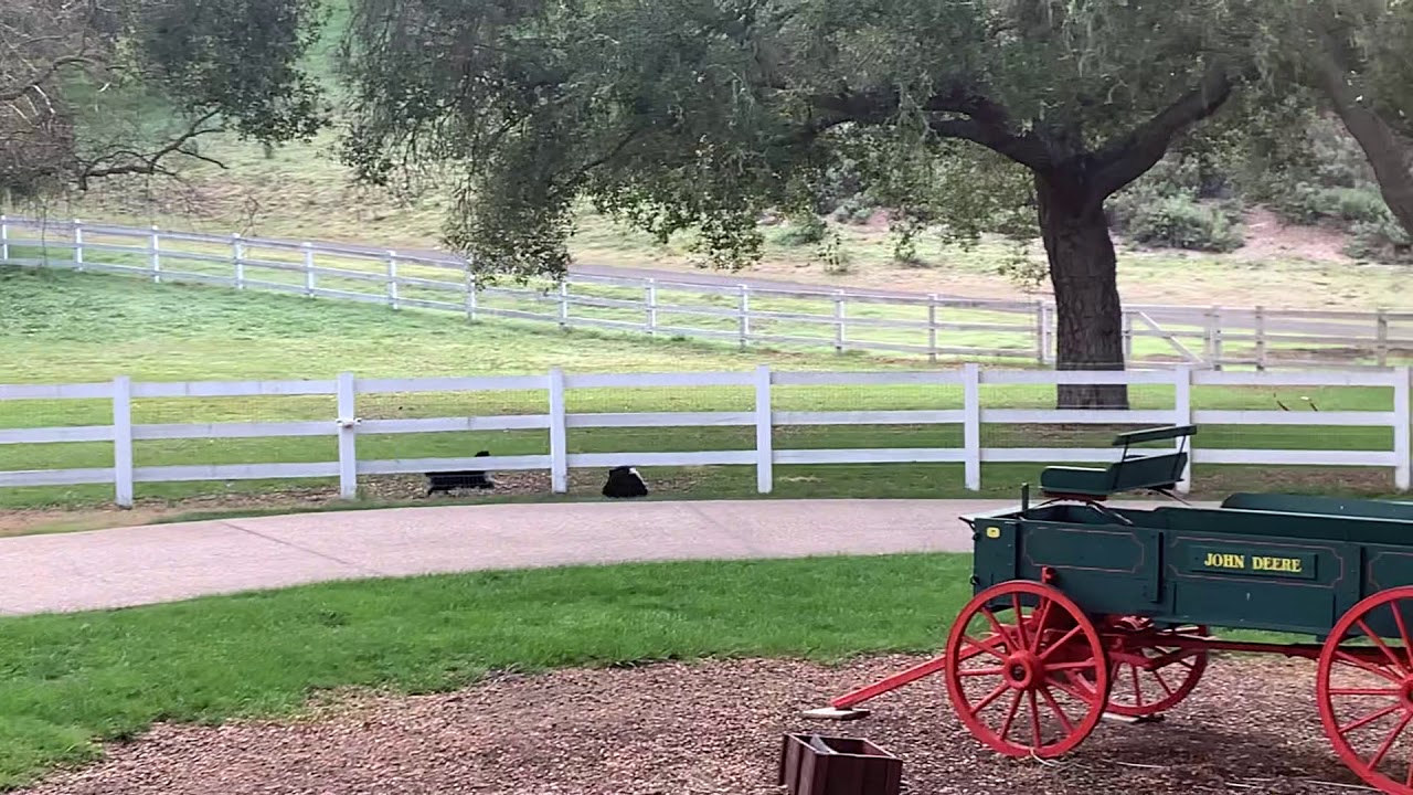 Shelties Running At Full Speed! Shetland Sheepdogs 2021 Akc