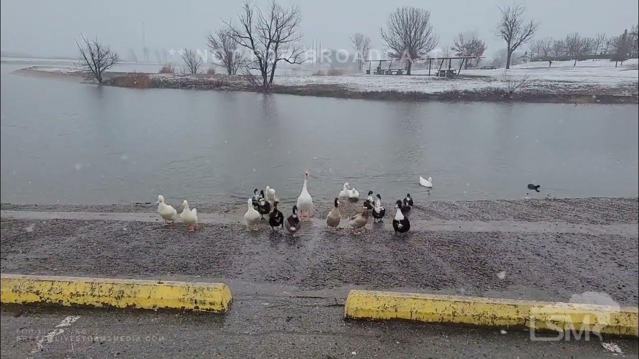 01242023 Lawton, OK Feathered and non feathered friends play in the