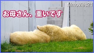 足どかして下さい　いつもと逆になったララとリラ　Polar Bears sleep on the grass