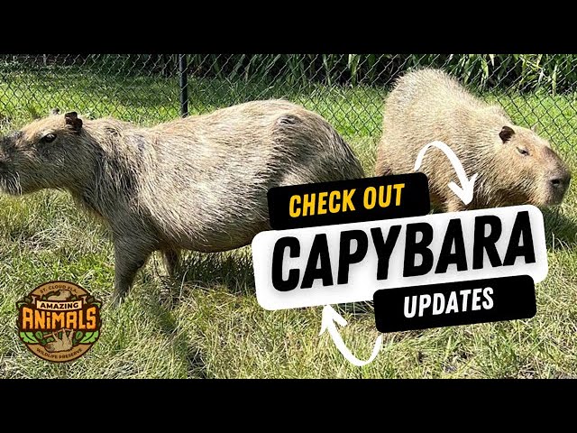 Trip to Gatorland to visit the baby capybaras! 