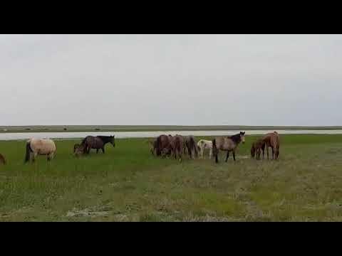 Торы айғыр! - YouTube