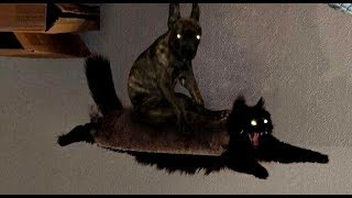 Лютые приколы. КОТЭ летит спасать МИР !!!...