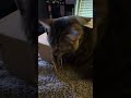 Cat problems #cat #catvideos #catshorts