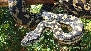 Celebrity Collection spotlight - Port Douglas locality Carpet python Net Worth