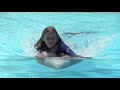 Nadando com Golfinhos - dolphin Emotions - Zoomarine